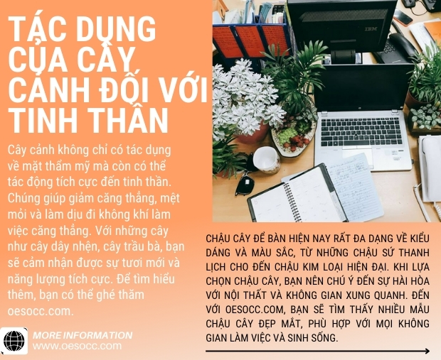 Quà Tặng Cây CHẬU CÂY ĐỂ BÀN OESOCC