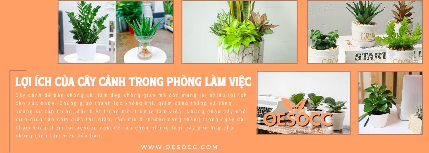 image đăng ký ngay Chậu cây để bàn oesocc