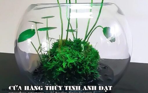 Chậu thủy tinh trồng cây (2)