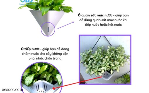 Chậu tự tưới thông minh (2)