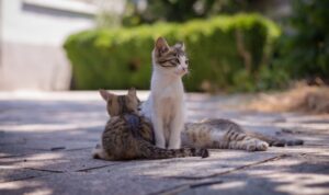 A Cat’s Guide to World Domination