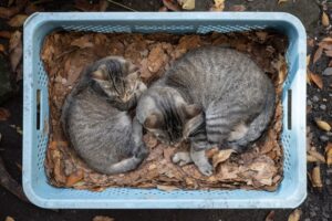 A Cat's Guide to the Universe