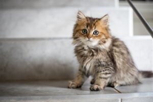 Catnapped!