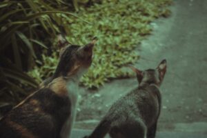 Catnip Chronicles Adventures of the Furry Kind