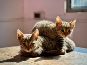 Cleo The Cat Who Mended a Family