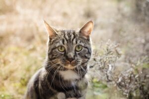 Dewey The Small-Town Library Cat Who Touched the World