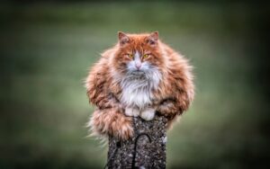 Garfield His 9 Lives