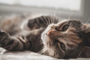 In the Shadow of a Cat’s Tail
