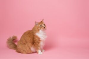 Kedi (Documentary)