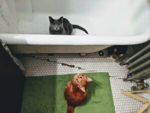 Midnight Meowstery
