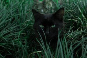 Nine Lives and Counting