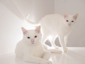 Old Possum's Book of Practical Cats