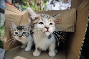 Tails of the Alley