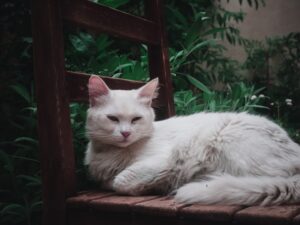 The Aristocats
