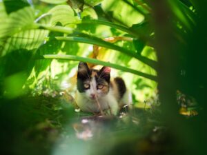 The Black Cat (by Edgar Allan Poe)
