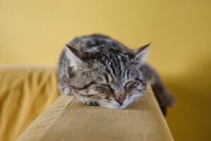 The Cat Who Came in from the Cold