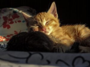 The Cat Who Lived Twice