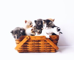 The Cat Who Saved the Day