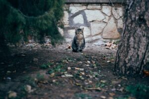 The Nine Lives Club