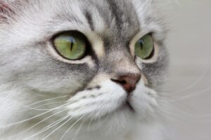 The Silent Miaow