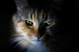 Whiskers and Wags A Cat’s Journey